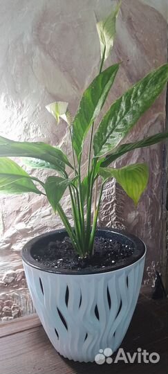 Комнатные цветы