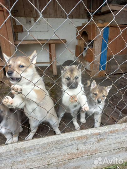 Щенки западно сибирской лайки от рабочих собак