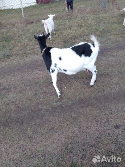 Коза дойная молочная