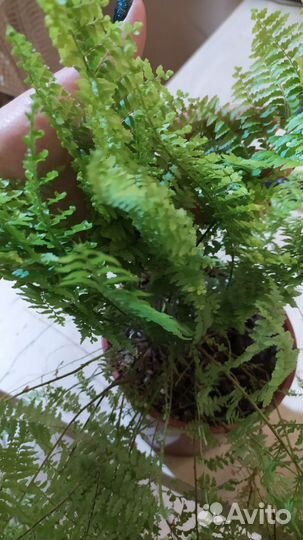 Папоротник нефролепис с разными вайями