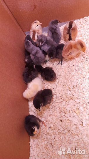 Цыплята микс Вывод 16 июня