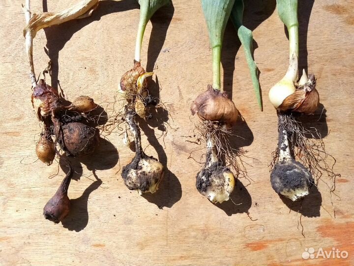 Луковица тюльпанов оптом 12;14+для выгонки