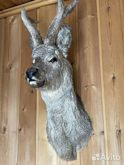 Чучела животных