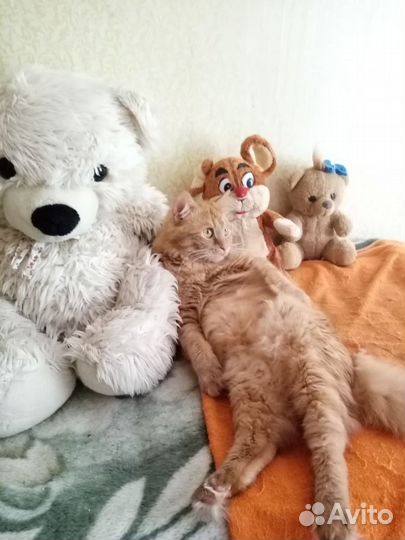 Кошки в дар