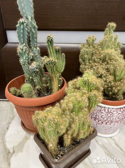 Кактусы, алоэ