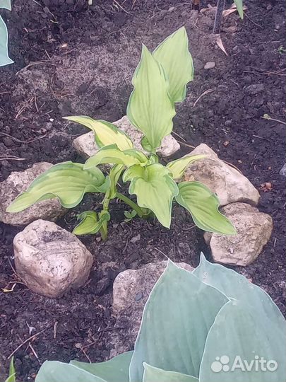 Хоста растение