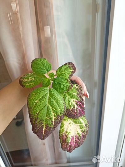 Колеус Аватар