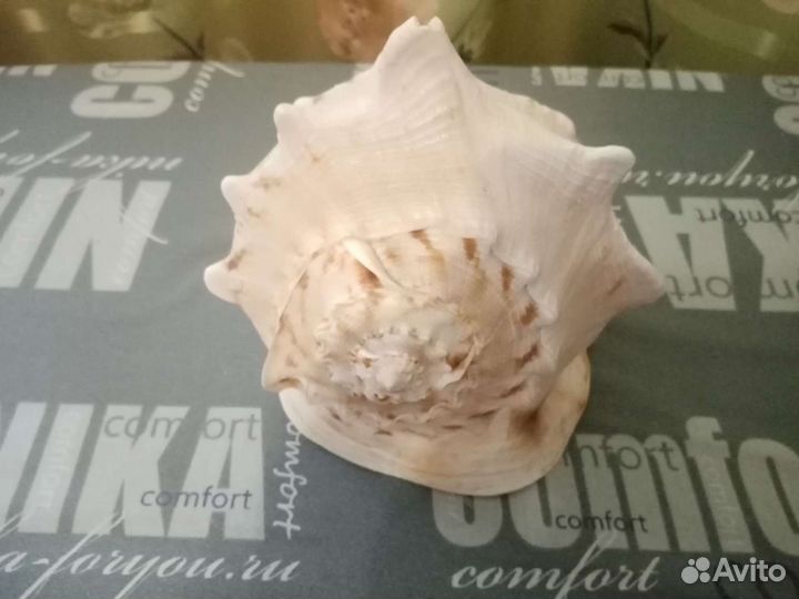 Большая ракушка