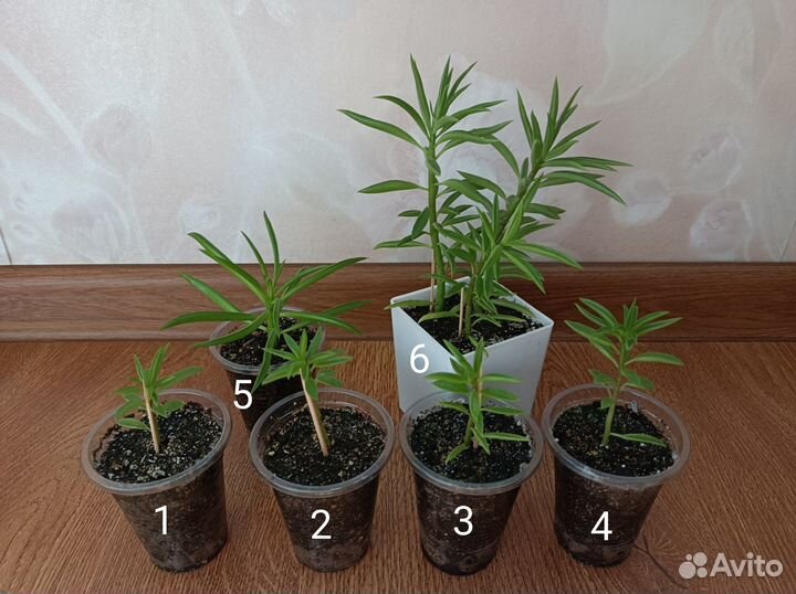 Пеперомия Феррейра