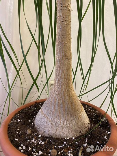 Бокарнея Нолина Пальма