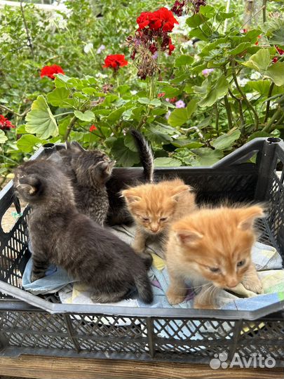 Коята мальчики