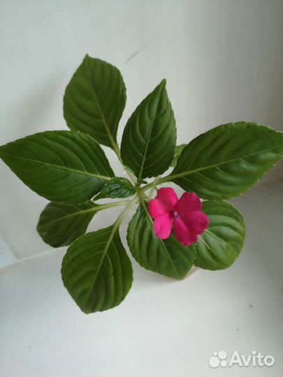 Ванька мокрый, розовый