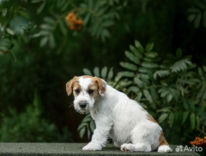 Щенки Джек Рассел терьер. Вязка
