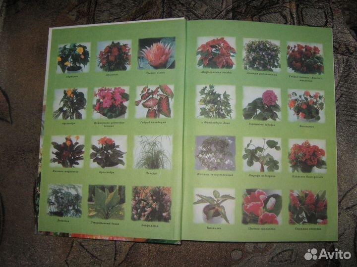 Энциклопедия комнатных растений