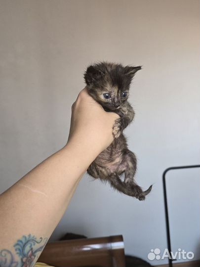 Котята в добрые руки бесплатно