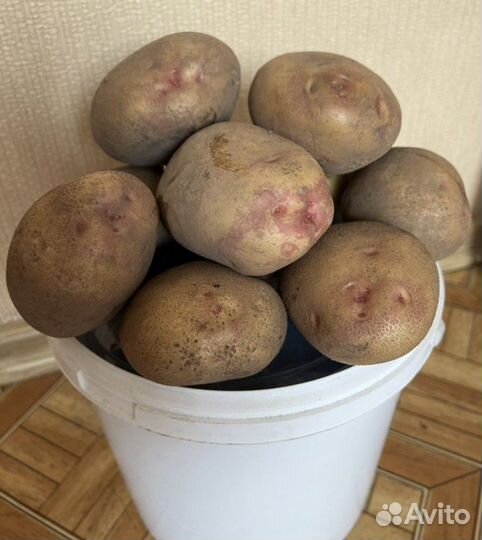 Картофель домашний