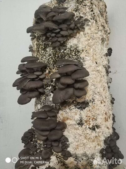 Грибные блоки вешенки