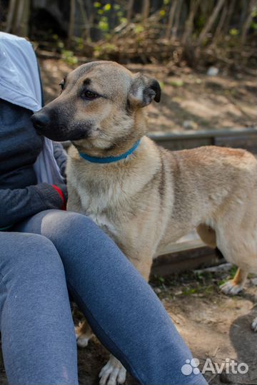 Молодая собака-компаньон Терра в добрые руки