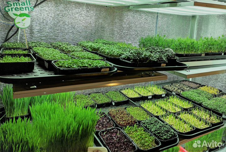 Микрозелень в наличии и под заказ С доставкой