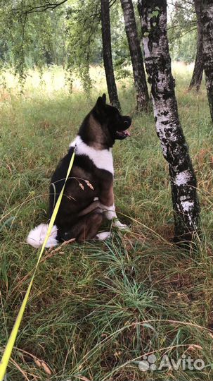 Выгульщик собак