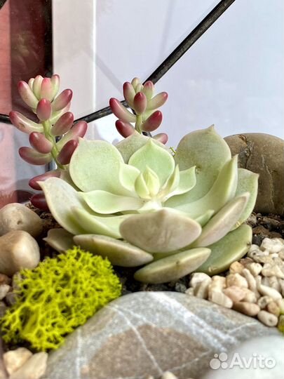 Флорариум с имитацией водоема и водопада подарок