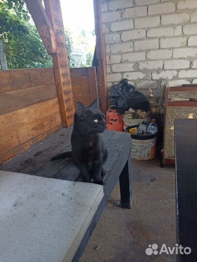 Котенок в добрые руки