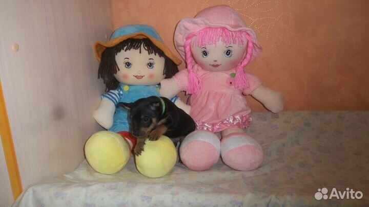 Цвергпинчерята