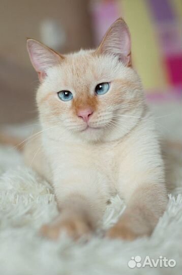 Персей - Крупный голубоглазый тайский котик в дар