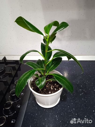 Фикус эластика