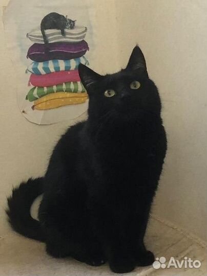 Кошка Нюша
