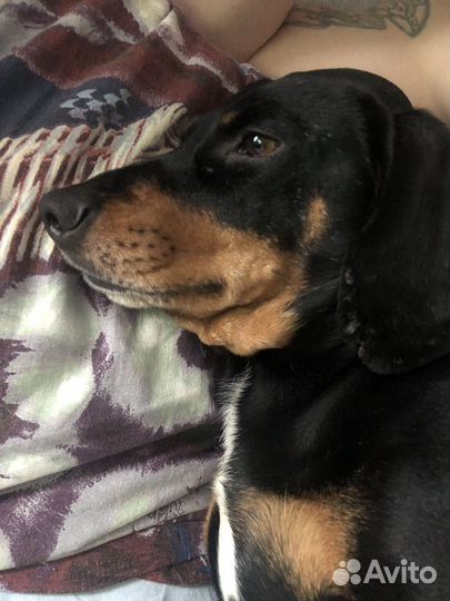 Вязка такса мальчик