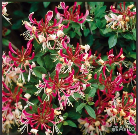 Жимолость декоративная