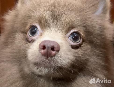 Померанский шпиц Голубоглазая Лиловая Эсмина