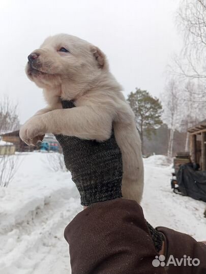 Продажа щенков Алабая