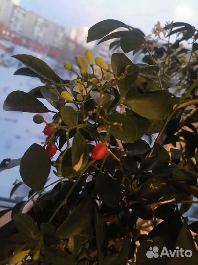 Мурайя метельчатая