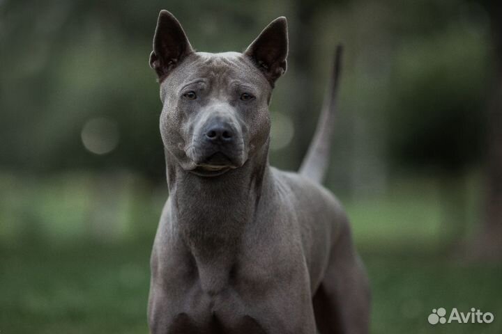 Вязка Тайский Риджбек кобель