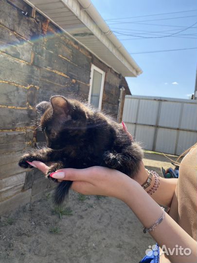 Котята бесплатно