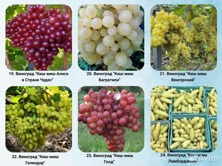 Саженцы Винограда