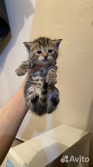 Отдам котят в добрые руки