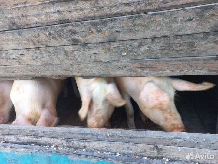 Продаю свиней живым весом