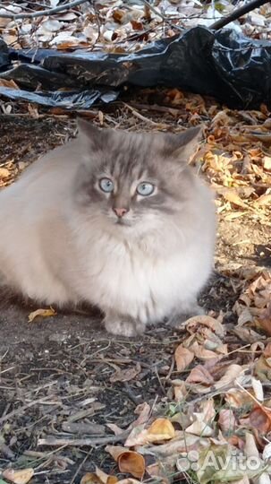 Кошечка красавица