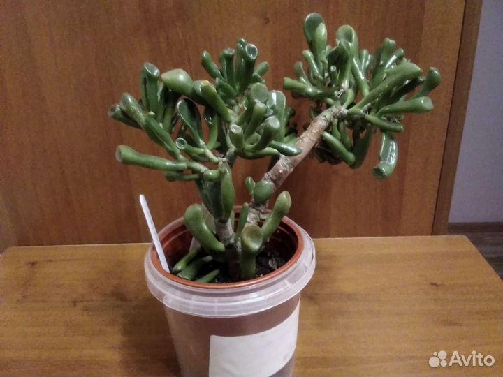 Толстянка/крассула Хоббит