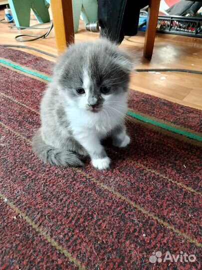 Шотландская вислоухая