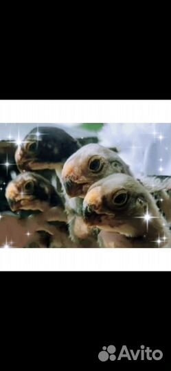 Бойцовые петухи и куры