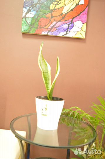 Комнатные цветы Сансивиерия