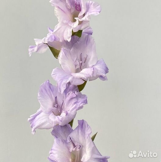 Гладиолусы / Букет / Доставка цветов