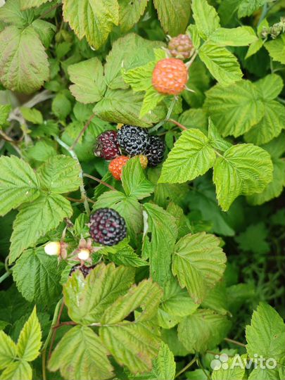 Малина чёрная Кумберленд