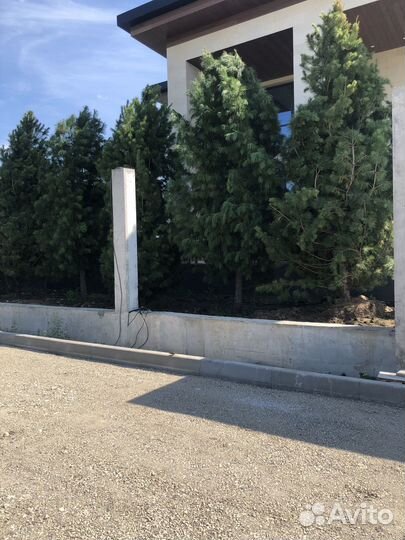 Сосна,ель, кедр, лиственница и тд