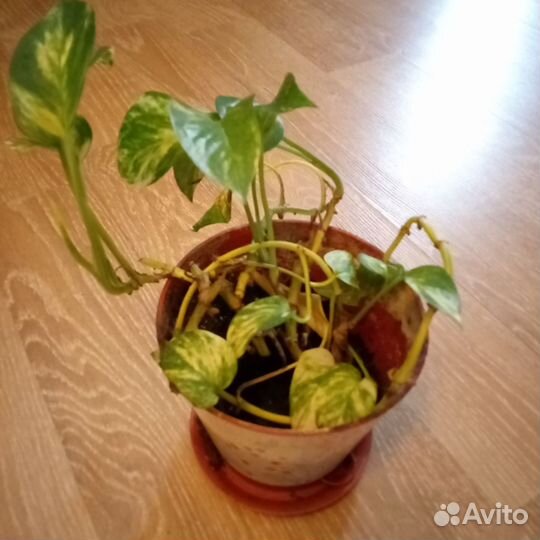 Комнатные цветы бесплатно