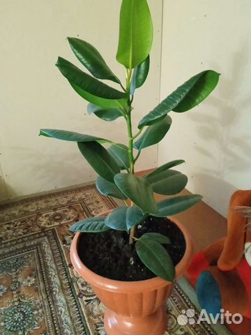 Комнатные цветы